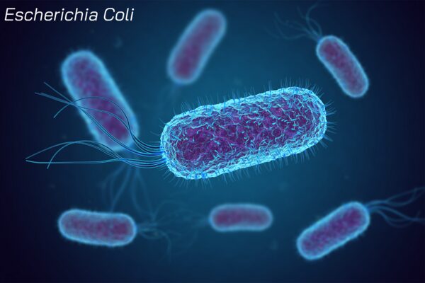Escherichia Coli